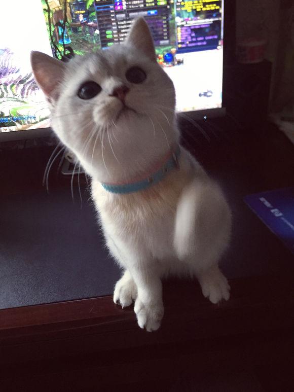 猫咪下巴烂了怎么办：宠物护理小贴士